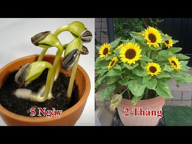 Cách Trồng Cây Hoa Hướng Dương Toàn Diện Từ A Đến Z