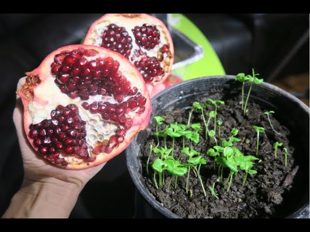 Cách Trồng Cây Lựu Từ Hạt Chi Tiết Từng Bước Tại Nhà