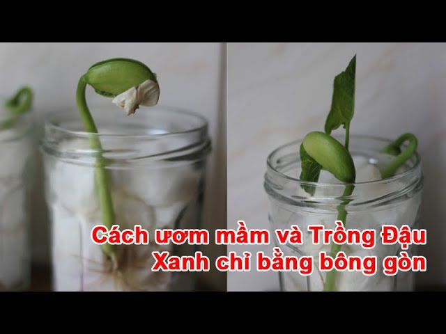 Cách Trồng Cây Đậu Đen Bằng Bông Gòn Chi Tiết Tại Nhà Từ A Đến Z