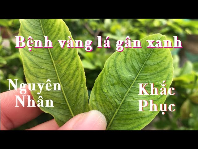 CÁCH CHĂM SÓC CÂY MAI BỊ VÀNG LÁ: HƯỚNG DẪN PHỤC HỒI CHUYÊN SÂU TỪ A-Z