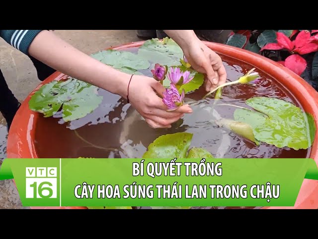 Cách Trồng Cây Sung Trong Chậu Chi Tiết Cho Người Mới Bắt Đầu