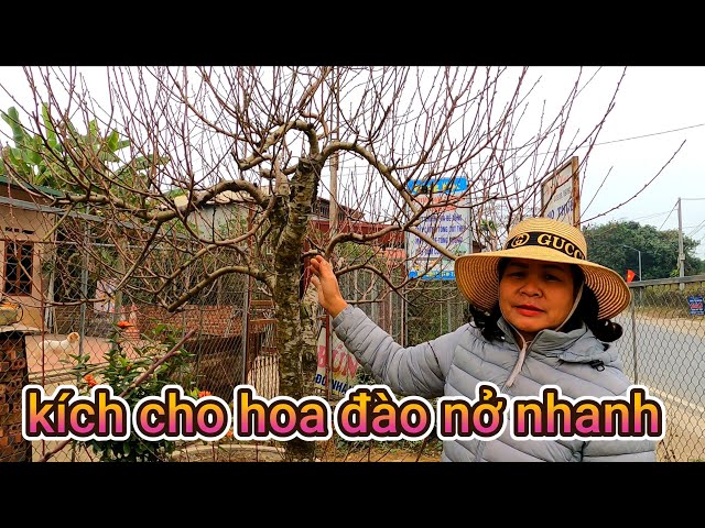 Cách Chăm Sóc Cây Hoa Đào Toàn Diện: Kỹ Thuật Kích Hoa Đúng Dịp Tết