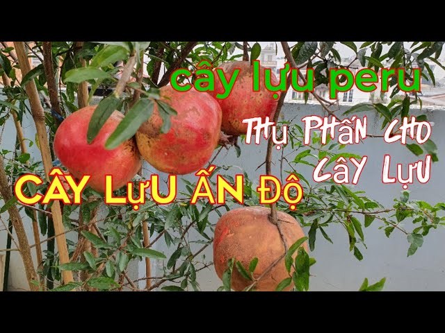 Cách Chăm Sóc Cây Lựu Chuyên Sâu Đạt Chuẩn Bonsai Ba Miền