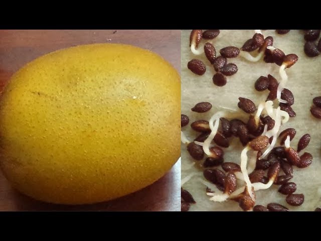 Cách Trồng Cây Kiwi Bằng Hạt: Hướng Dẫn Chi Tiết Từ A Đến Z Để Thu Hoạch Quả Ngon Tại Nhà