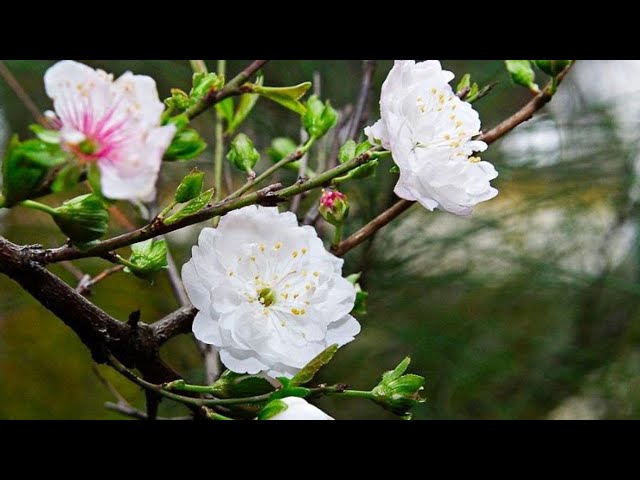 Cách Chăm Sóc Cây Nhất Chi Mai Ra Hoa Đúng Kỹ Thuật Cho Dịp Tết