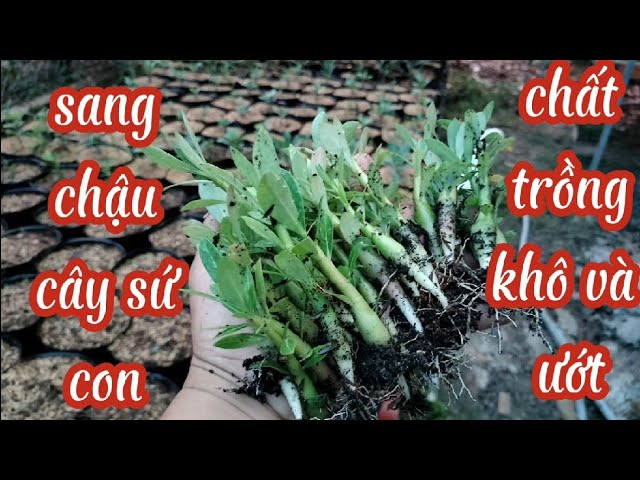 Cách Trồng Cây Sứ Con: Hướng Dẫn Chi Tiết Từ A Đến Z Để Cây Nhanh Lớn