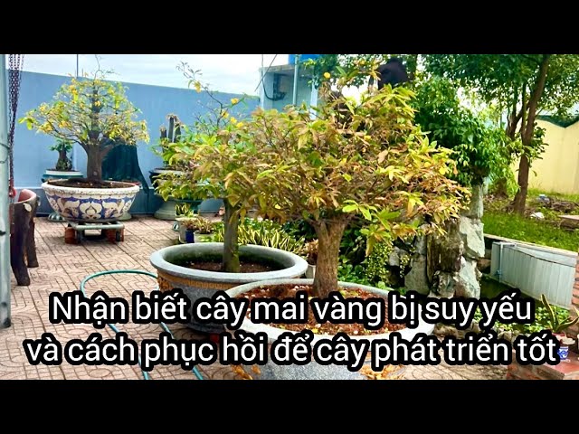 Cách Chăm Sóc Cây Mai Bị Suy Yếu Vàng Lá Phục Hồi Hiệu Quả Nhất