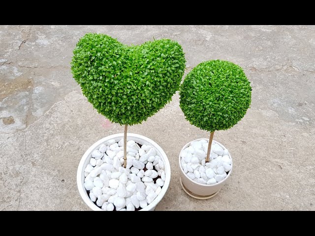 Cách Trồng Cây May Mắn Hình Trái Tim Chi Tiết Từ A Đến Z