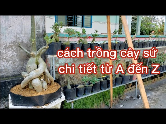 Cách Trồng Cây Phất Dụ: Hướng Dẫn Chi Tiết Trọn Bộ Từ A Đến Z