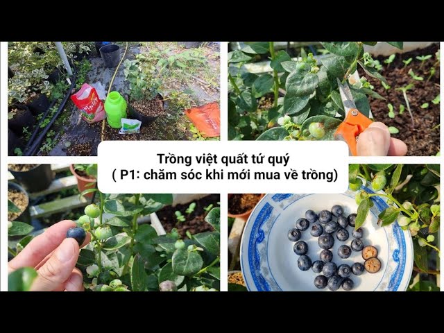 Cách Trồng Cây Việt Quất Ở Việt Nam: Hướng Dẫn Kỹ Thuật Chuyên Sâu