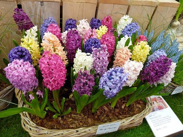 Cách Chăm Sóc Hoa Tiên Ông Toàn Diện: Hướng Dẫn Kỹ Thuật Trồng Và Ép Hoa