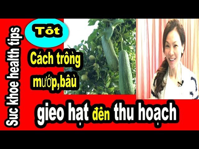 Cách Chăm Sóc Cây Bầu Đạt Năng Suất Cao Từ Gieo Hạt Đến Thu Hoạch