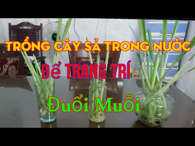 Cách Trồng Cây Sả Đuổi Muỗi Đạt Hiệu Quả Tối Ưu Cho Mọi Gia Đình