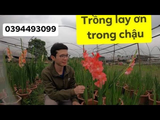 Kỹ Thuật Chi Tiết: Cách Trồng Hoa Lay Ơn Trong Chậu Đón Tết Rực Rỡ