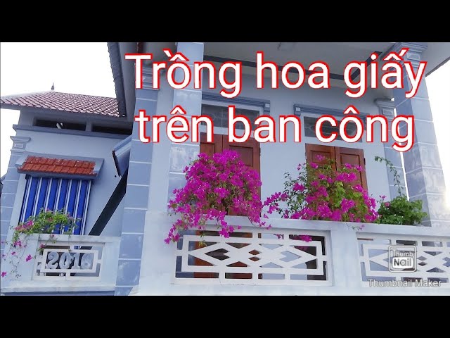 Cách Trồng Hoa Giấy Ở Ban Công: Hướng Dẫn Kỹ Thuật Chuyên Sâu Từ A-Z