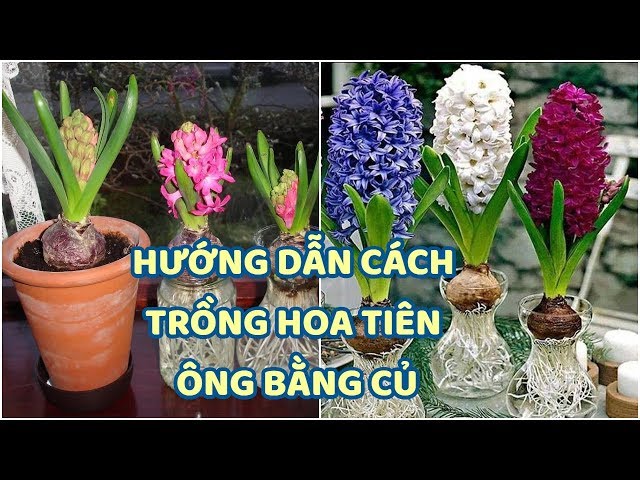 CÁCH TRỒNG HOA DẠ HƯƠNG: HƯỚNG DẪN CHI TIẾT ĐỂ CÓ CHẬU HOA TIÊN ÔNG ĐẸP MẮT