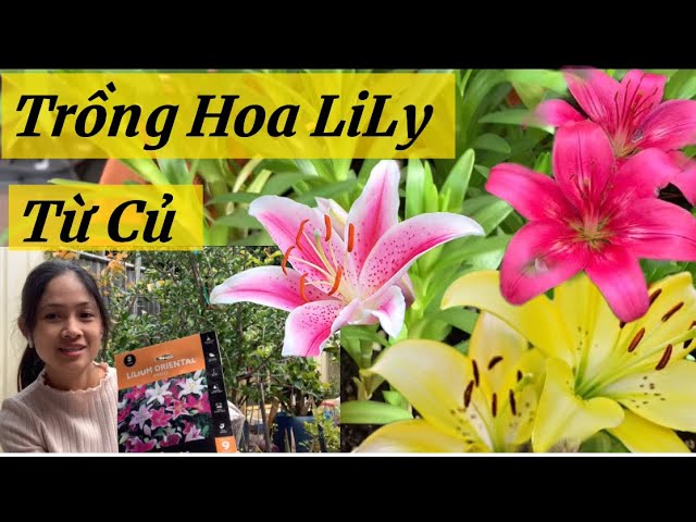 Hướng Dẫn Cách Trồng Củ Hoa Ly Đạt Chuẩn Chuyên Gia