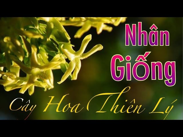 cách trồng hoa ngọc thảo bằng cành Thành Công Từ A Đến Z