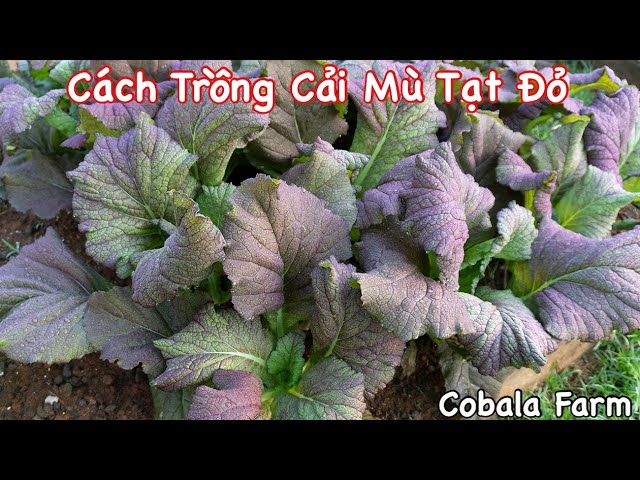cách trồng cây kiwi Chi Tiết Cho Năng Suất Cao Tại Nhà