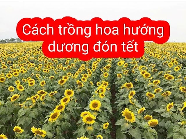 Cách Trồng Hoa Hướng Dương Đón Tết: Bí Quyết Chăm Sóc Đúng Kỹ Thuật