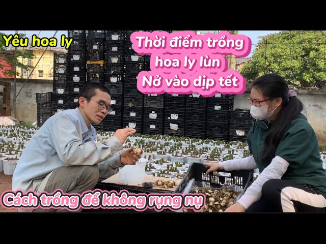 cách trồng hoa cúc bán tết: Kỹ thuật điều khiển nở hoa đúng dịp