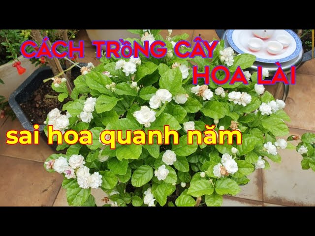cách chăm cây hoa nhài Chi Tiết Nhất Từ Chuyên Gia