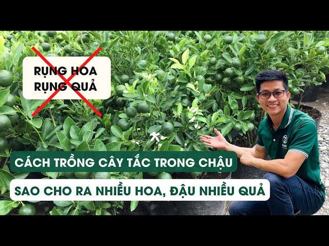 Cách Chăm Sóc Cây Cam Canh Chuẩn Kỹ Thuật Từ A Đến Z