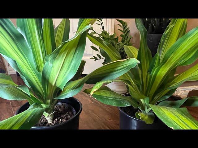 Hướng Dẫn Chi Tiết Cách Chăm Sóc Cây Hoa Tiểu Quỳnh Ra Hoa Rực Rỡ