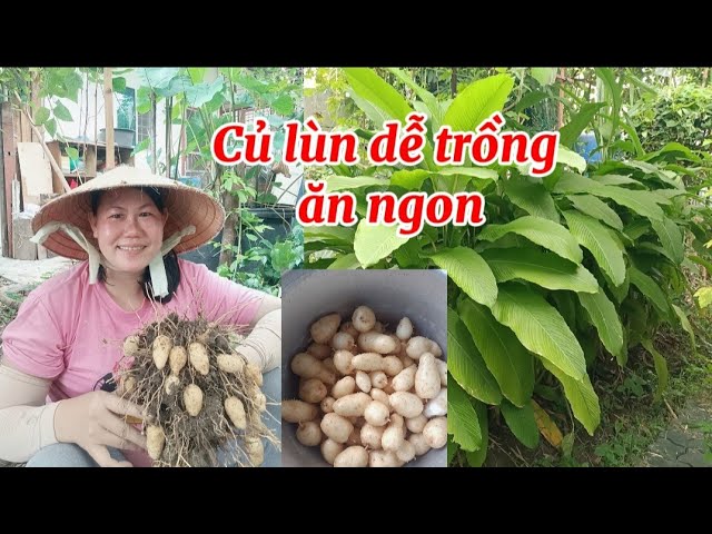 Cách Trồng Cây Củ Lùn Đạt Năng Suất Cao Nhất