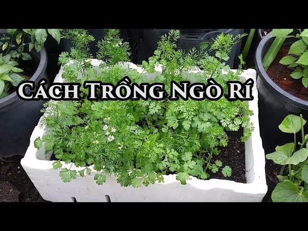 Cách Trồng Cây Xô Thơm Đạt Năng Suất Cao Ngay Tại Nhà