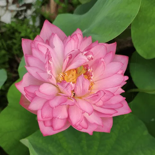 Sen Cung Đình nhỏ nhắn, tinh tế, phù hợp với kỹ thuật cách trồng hoa sen trong chậu mini