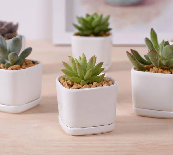 Cách Trồng Cây Sen Đất Chi Tiết Từ A Đến Z: Hướng Dẫn Kỹ Thuật Chuyên Sâu