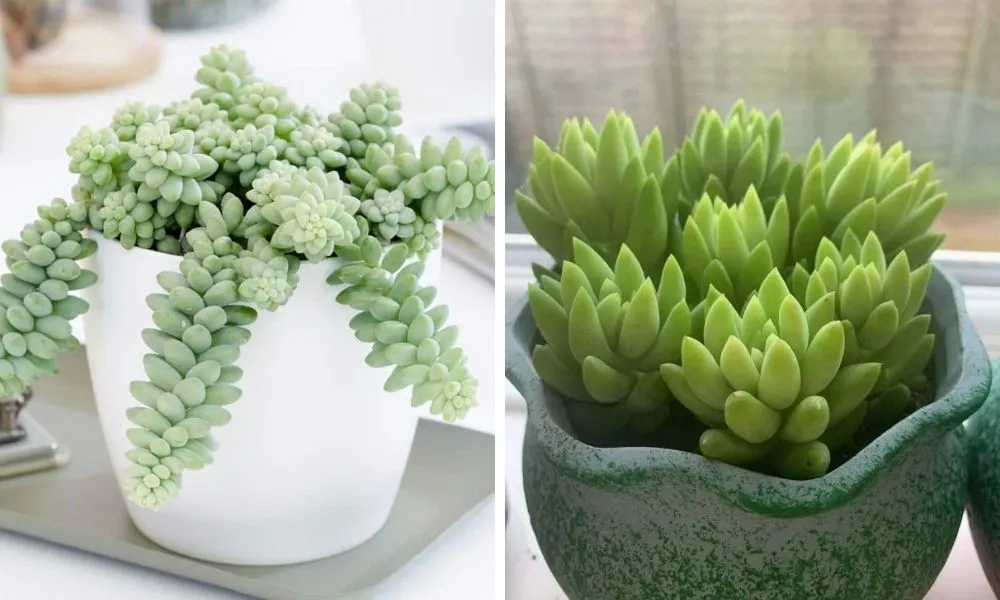 Sen đá chuỗi ngọc thân rũ, lá tròn như hạt ngọc