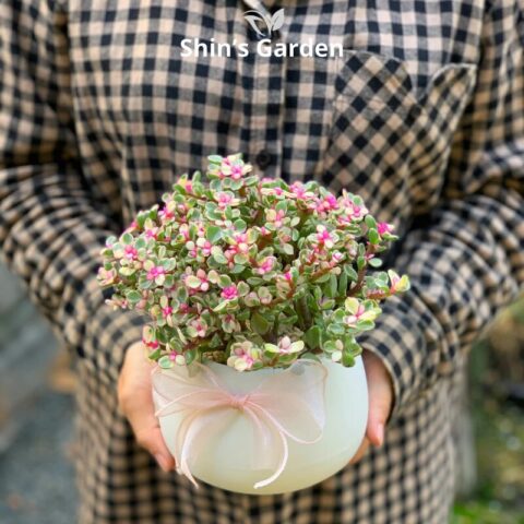 Cách Chăm Sóc Cây Sen Đô La Toàn Diện: Bí Quyết Từ Chuyên Gia Bonsai Ba Miền