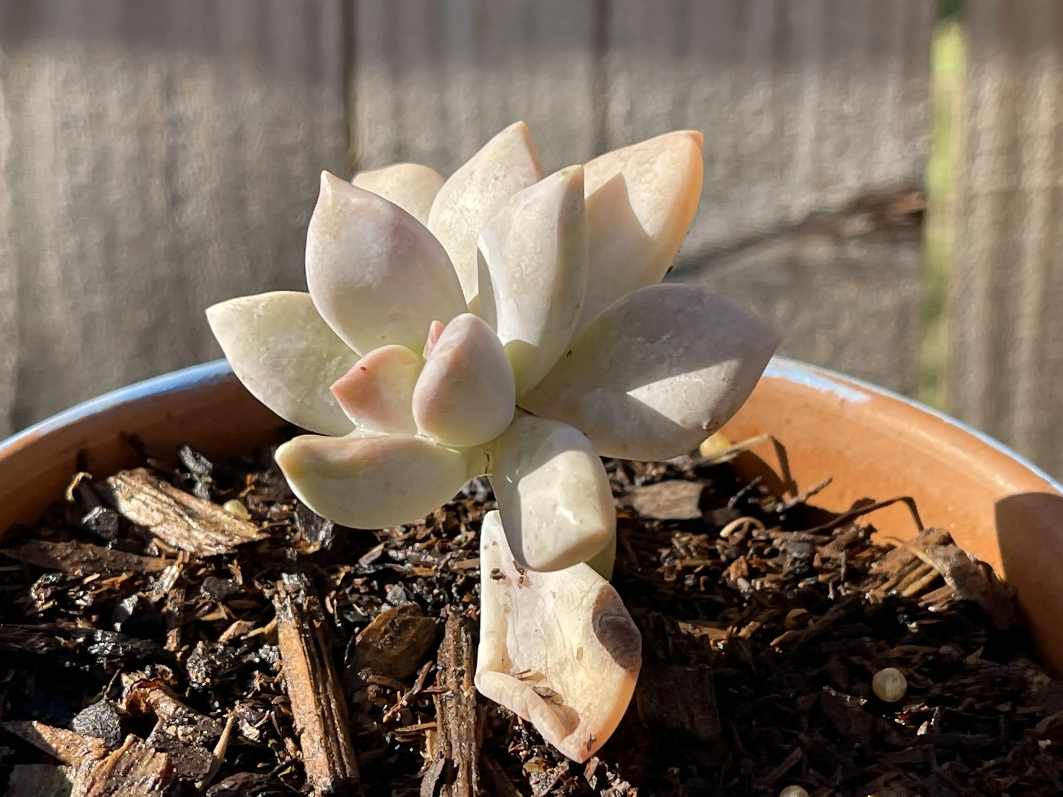 Sen đá được ươm bằng nhánh cắt ra từ cây sen đá Mẹ, phát triển nhanh hơn lá