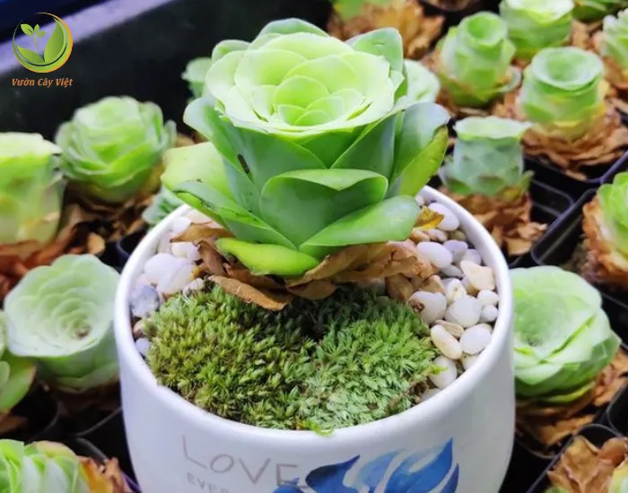 Sen đá hoa hồng mang nhiều ý nghĩa phong thuỷ sâu xa