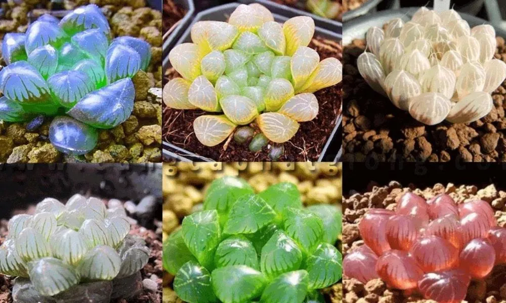 Sen đá kim cương có lá trong suốt như pha lê, dễ chăm sóc, thích hợp trang trí bàn làm việc, cửa sổ