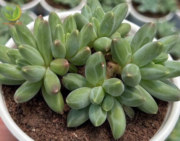 Cách Trồng Cây Sen Đá Kim Cương (Haworthia) Chi Tiết Nhất Cho Người Mới