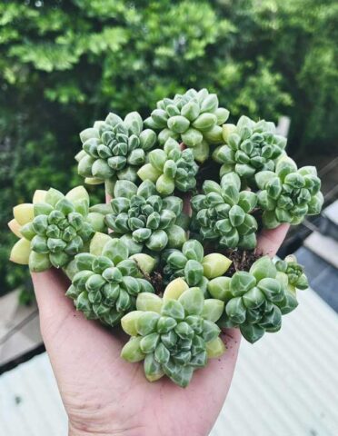 Cách Trồng Cây Sen Đá Kim Cương (Haworthia) Chi Tiết Nhất Cho Người Mới