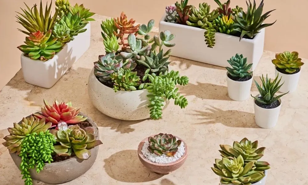 Sen đá là cây cảnh dễ trồng, lá mọng nước hình hoa sen, tượng trưng cho sự bền bỉ và tái sinh