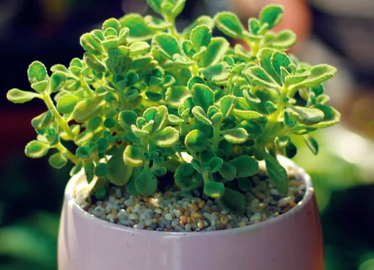 Sen đá lá thơm - loài cây mang mùi hương may mắn