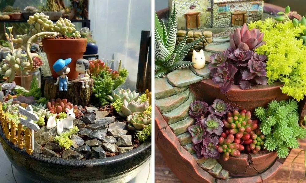 Sen đá mang nhiều lợi ích như dùng để trang trí còn có ý nghĩa phong thủy và thanh lọc không khí