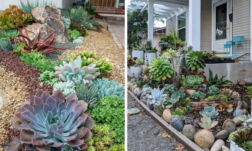 Sen đá mang ý nghĩa phong thủy về sự bền bỉ, may mắn, tình yêu vĩnh cửu và được ưa chuộng trong trang trí nhà cửa, văn phòng