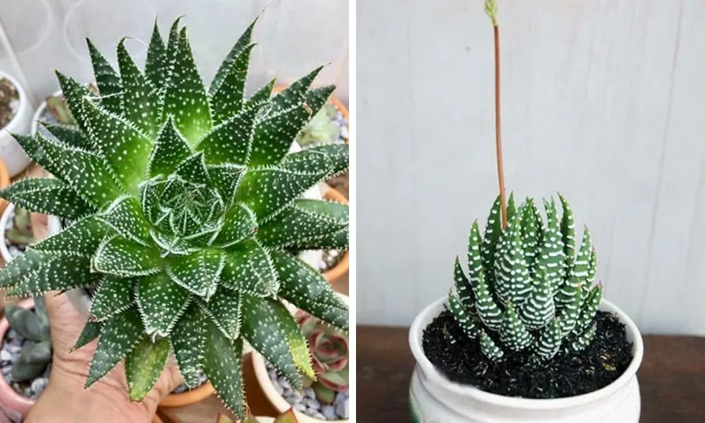 Sen đá móng rồng cây chịu hạn tốt, dễ sống trong môi trường ít ánh sáng,