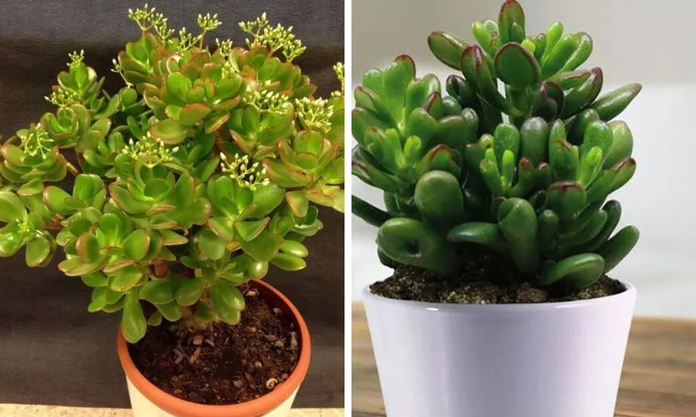 Sen đá ngọc bích