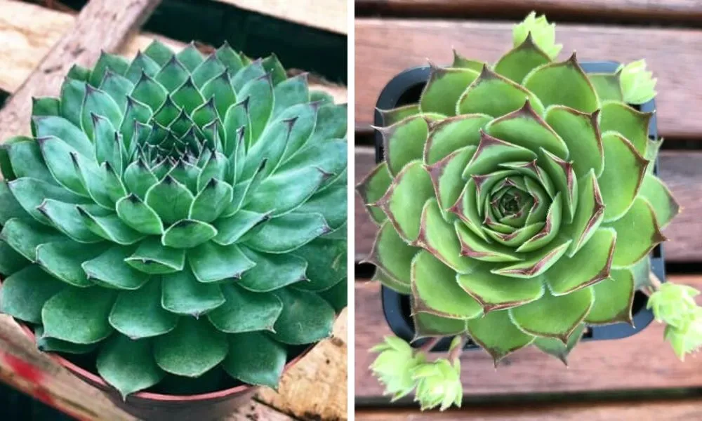 Sen đá phật bà có dáng xòe tròn đẹp mắt, tượng trưng bình an, dễ chăm sóc, thích hợp trồng trong nhà