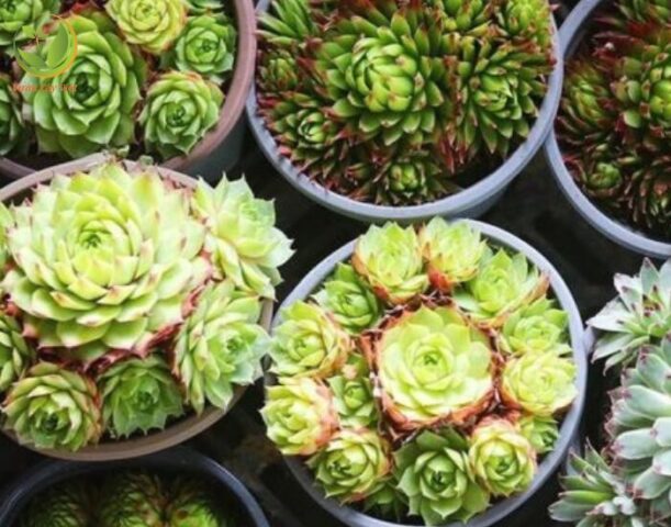 Cách Chăm Sóc Cây Sen Đá Phật Bà Từ Chuyên Gia Bonsai Ba Miền