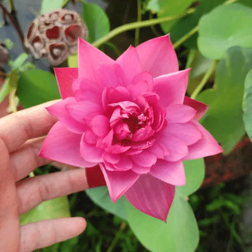 Sen đỏ drop Blood với màu đỏ đậm rực rỡ, giống sen được ưa chuộng trong cách trồng hoa sen tại nhà