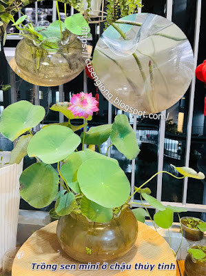 Cách Trồng Hoa Sen Bằng Củ Đạt Năng Suất, Nở Hoa Rực Rỡ Nhất