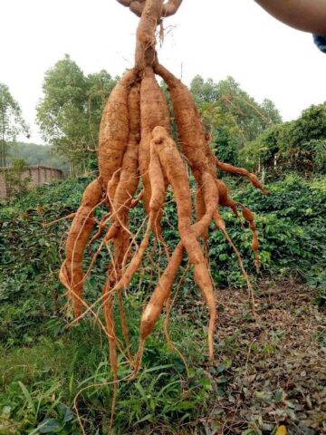 Cách Trồng Cây Sâm Nam Chuẩn Kỹ Thuật Đạt Dược Tính Cao Nhất